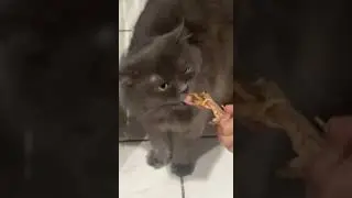 Bro munching on that chicken