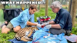 LIZARD ATTACK SENT MY ANIMALS TO THE HOSPITAL !