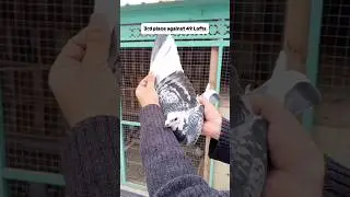 Racing Pigeons #shorts #viral #ytshorts #pigeon #pigeonracing #kabootar #kabutar