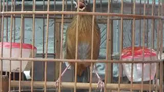 Họa Mi  Mộc chiến đẹp