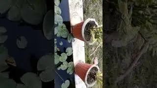 lotus at nsti indore 2021