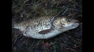 Simple and effective tackle for chub. Western Dvina.Daugava.