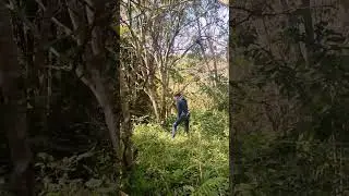 Tree-mendous Impact: Tree Planting 🌲