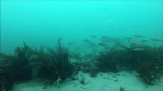 Rock Wrasse