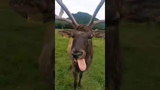 Марал😜
