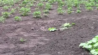 Огородик  небольшенький  для  себя  любимого  !!