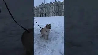 едешь с кошкой в Питер