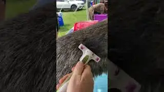 Raking Density Out of the Hard Schnauzer Jacket