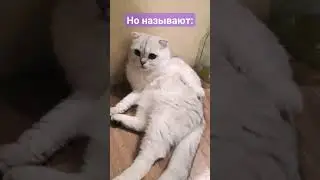 долго я не снимал видео с котами да и тем более с пуней.