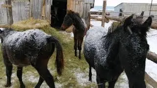 Лошади в метель// с наступающим