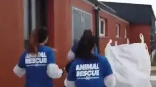 ANIMAL CRUELTY - PIG FARM IN EUROPE