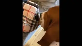 Классная озвучка. - эй!!! кто нибудь дома???? Винни пух