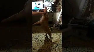 Дай пять!