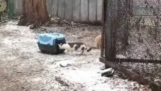 Как ловить котов