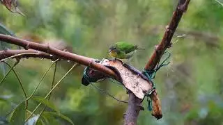 Beautiful nature - Islamic background video no copyright HD