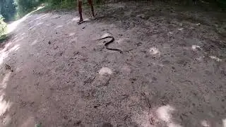 Укусила ЗМЕЯ