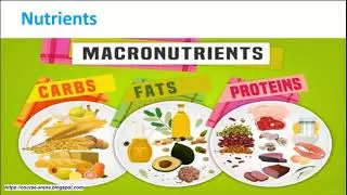 Nutrition Certification Diploma  | Udemy course preview
