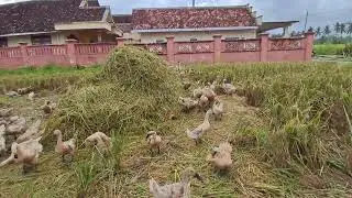 Angon di sebelah rumah orang kaya