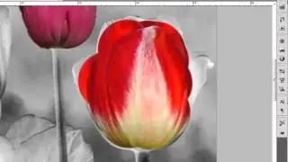 Color Splash effekt #photoshoptutorial (Norwegian).mp4