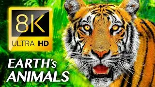 8K  Wildlife Survival in the Wilds of the Jungle/  A Captivating Africa Jungle/Animal Documentary