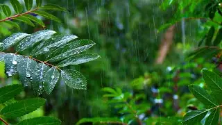 Gentle RAIN to Sleep FAST, Beat Insomnia. Relax, Study to Rain Sounds