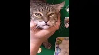 Играем в настольную игру КОТИКИ.