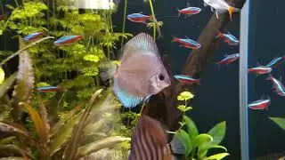 Nature Aquarium/ Природный аквариум с дискусами