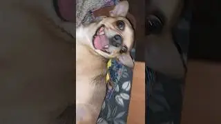 Тузик😄