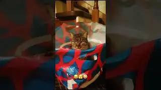 Did you order delivery of the cat?😂😂🐈‍⬛🤦#pets #funnyvideo #animals