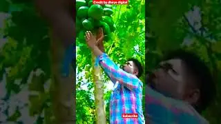 ભોળા દાદા ના પપૈયા પાકેલા 2022 કે વિડીયો ન્યુ