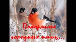 Покормите голодных птиц ...