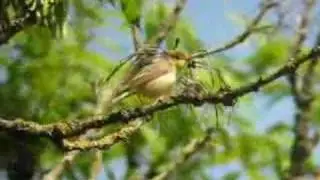 Icterine Warbler - Spotvogel