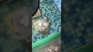 Red dots are a common prey for turtles, it has been like that since ancient times.