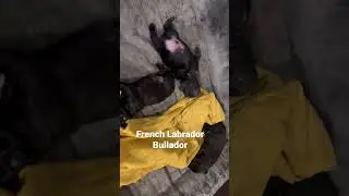 French bulldog and Labrador mix 