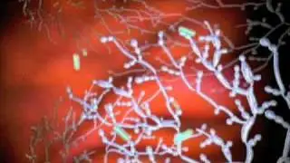 yeast TG