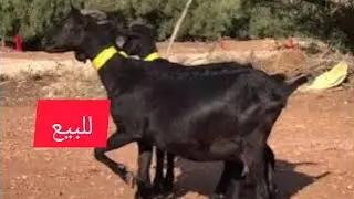للبيع معزة.سداسية.ضارة.و2سنان.لحليب.ضارات.0666301425