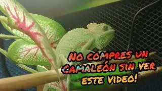 10 Tips, Consejos y Advertencias sobre tu Primer CAMALEÓN DE VELO!!