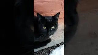 хозяин где обед?