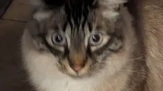 Casper the cat Vs the rubber band