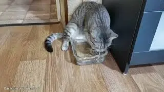 Котики эволюционируют! Доказательство