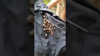 Да повесь НА УЛИЦЕ... говорили они 😅    #клопы