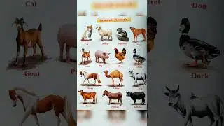 Domestic Animal Name || 10 domestic animal name #shorts #short #ytshorts #viralvideo