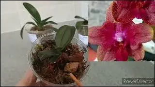 Подростки орхидей от SonYa🌿, Дендробиум Нобиле🌺