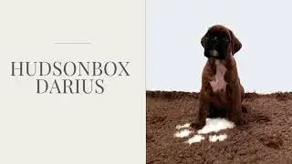 Hudsonbox Darius @ 6 weeks old
