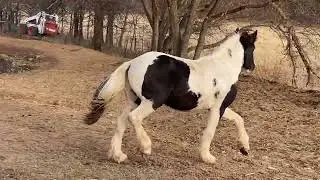 Gypsy Vanner Colt