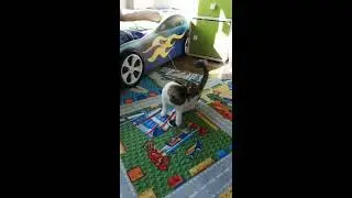 Кото-торнадо