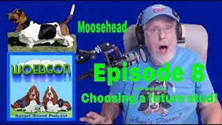 Selecting our first stud. How much bone should a basset hound have.?Episode 8 of WOEBGON