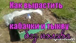 Preparing beds for planting pumpkins and squash on virgin soil/ without watering and weeding.