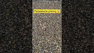 Раздавила улитку 😱😰😭