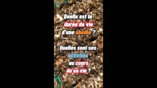 Quelle est la durée de vie d’une abeille ? Quelles sont ses activités au cours de sa vie ?